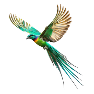 birdcursor
